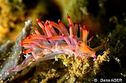 Flabellina rubrolineata-Wakatobi Pasar wajo jetty-11m-20180602-Denis-ADER-DSC_3302_tn